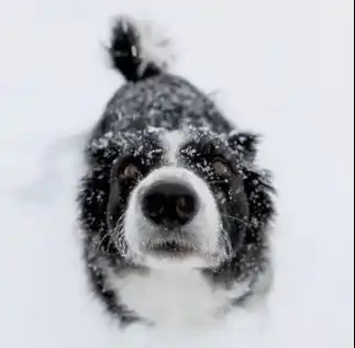  北方狗子见到雪时的沙雕表情
