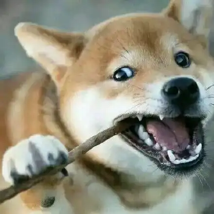 萌宠道场狗狗的视力如何是色盲吗