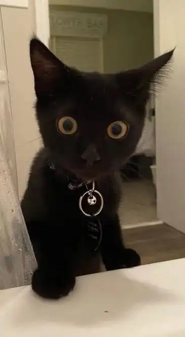  看到主人在洗澡,猫就会露出这种表情,太可爱了