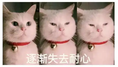担心表情包猫咪搞笑