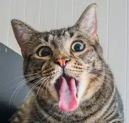  再打呼噜也不给小鱼干主子,减肥是为你好啊