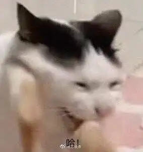 问对方在干嘛的表情包猫