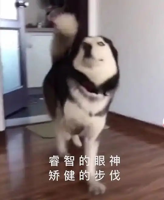  整点土豆的相册猫猫狗狗熊猫表情包