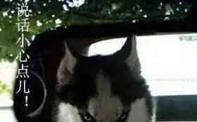 路边偶遇俩二哈,家里这只怂出一堆表情包,笑哭网友 路边偶遇俩二哈,家里这只怂出一堆表情包,笑哭网友