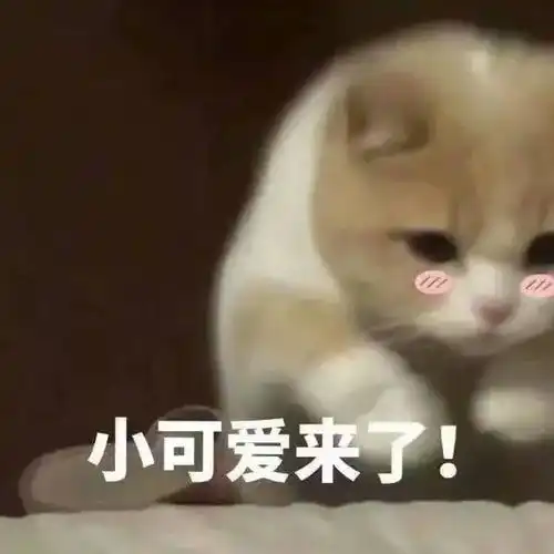  合格铲屎官猫猫孕期照顾指南下