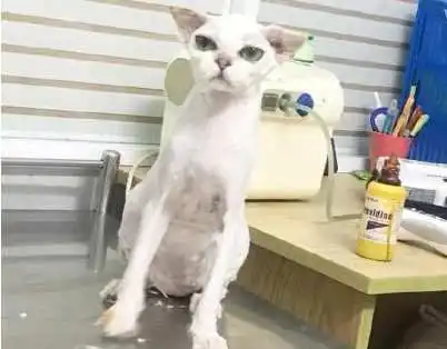  带着金吉拉去宠物店剃毛,猫咪吓成这副表情,猫咪为何这么对我