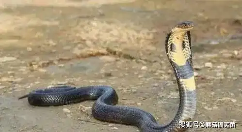  无名蛇误闯眼镜王蛇领地,蛇类的禁地哪还有逃走