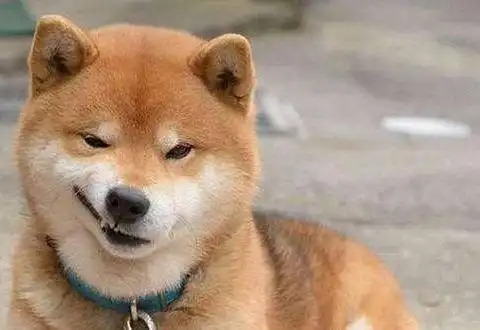  哈皮涛涛因为自家狗太淘气,主人就买了个狗头蛋糕来吃,狗的表情瞬间凝固