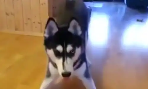  哈士奇偷吃柠檬后的表情,简直太逗了