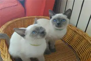  昌吉正规cfa猫舍纯种暹罗猫育苗齐全包活签协议送货上门