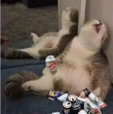  养猫的潜规则,这6类食物不能喂,杀伤力不比巧克力差