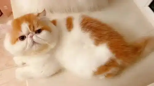  几种热门猫咪的市场价,注意别买亏了