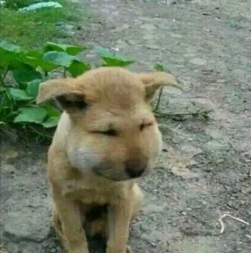 被蜜蜂叮的狗表情包