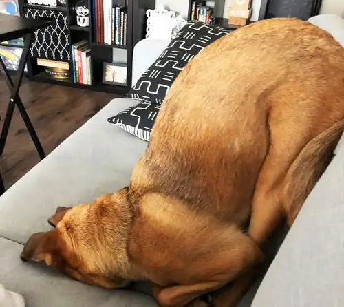  20张狗狗糗照曝光赶快给我删了,我不要面子的啊