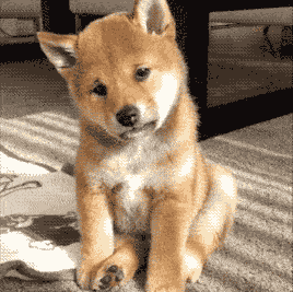  这只柴犬是狗界梁朝伟,忧郁起来能把人的心融化