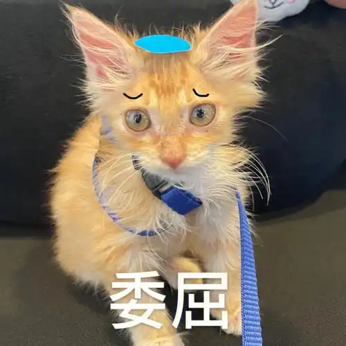 甜蜜情话微信表情包土味