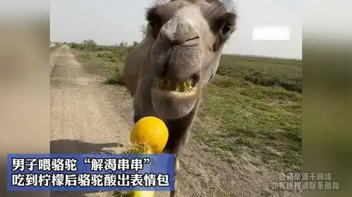  男子喂骆驼解渴串串,吃到柠檬后骆驼酸出表情包