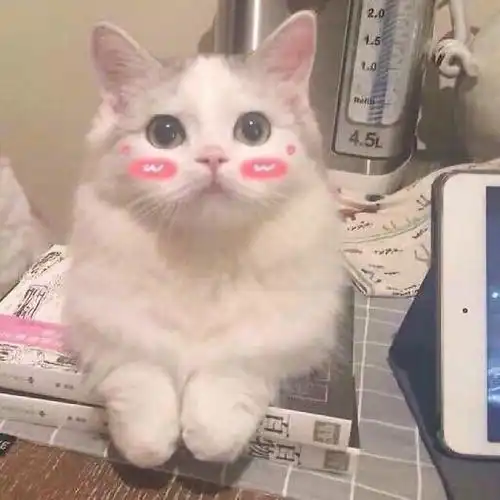  自用减肥产品测评推荐