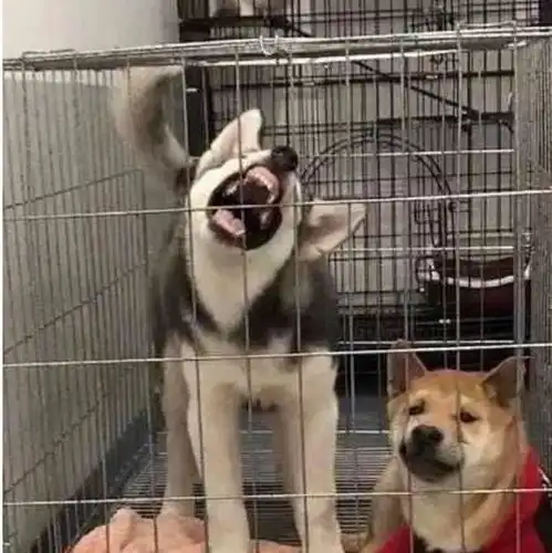  柴犬被迫和二哈关在一起,虽然嘴上不拒绝,神情还是出卖了它开