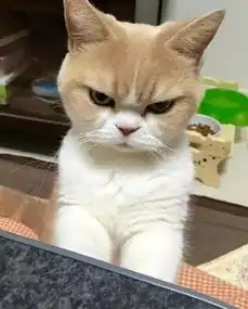  自带生气表情的猫咪小雪,脸上总是一个大写的滚字