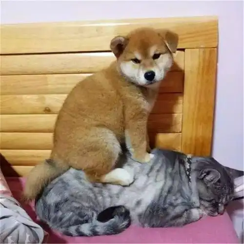  猫咪曾被年幼柴犬踩在背上,可现在猫咪老了,狗狗便每日抱着它