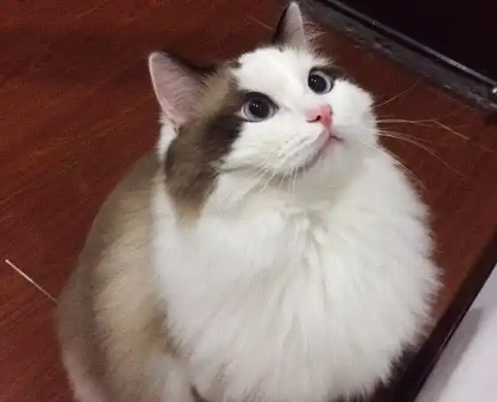  奇葩猫咪会叫我起床上班,在我家除了猫,没人担心我迟到