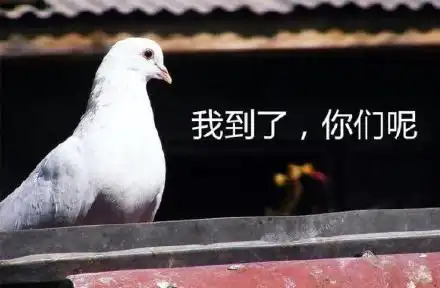 感谢表情包鞠躬搞笑鸽子