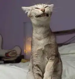  免费送表情包了,每一只狗狗猫猫都是独特的表情包...