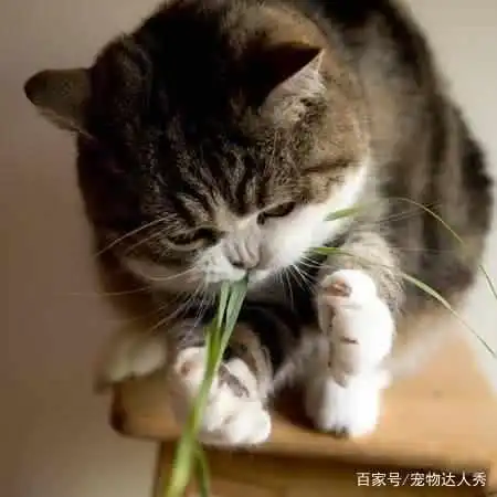  日本一猫咪长了一个心形嘴,瞬间在网上火了,网友要去偷猫