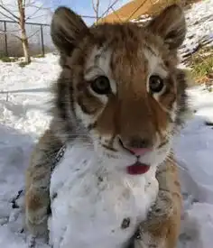 猫沙雕表情包开心笑话