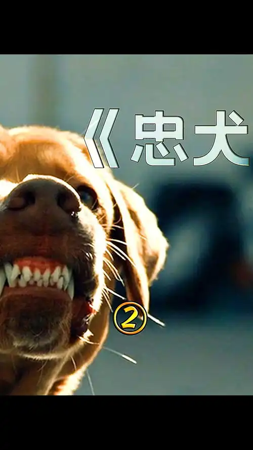  世界之大,没有一个狗狗的容身之地电影解说影视白色上帝