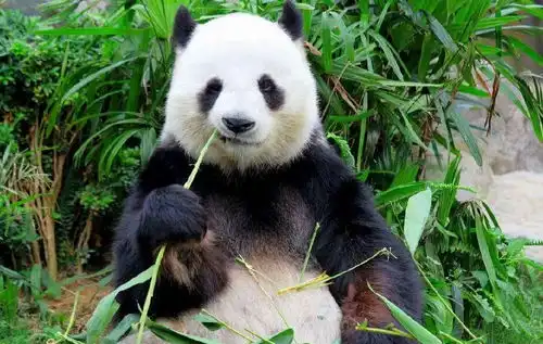  经济学人双语丨熊猫遗传学熊猫的远亲是谁