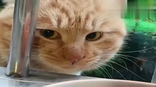  橘猫生气了,铲屎官嘲笑它,结果猫咪露出这样的小表情