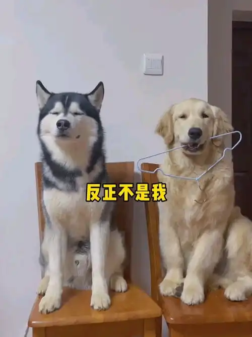  哈士奇和金毛犯错后的表情果然不一样