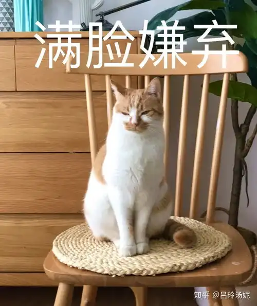  有没有沙雕橘猫的头像或表情包