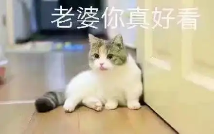  猫咪宠妻表情包系列