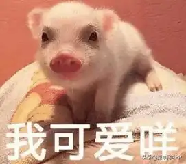 猪被打表情包男朋友