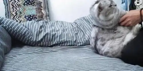  主人回家就对猫咪一顿狂吸,猫咪眼神绝望