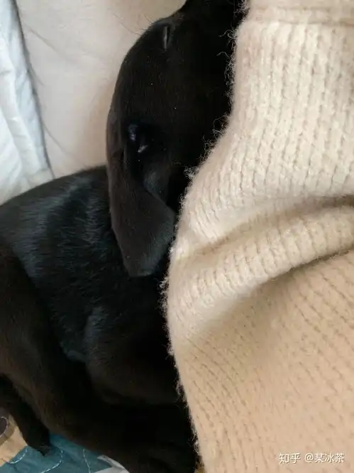  可以给我看一眼你的拉布拉多吗