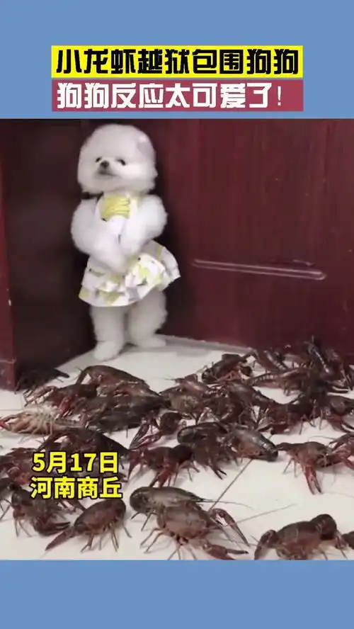 怂怂的表情包可爱