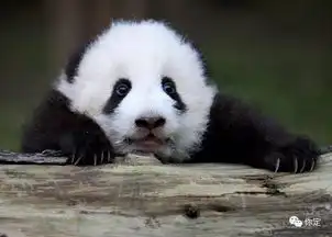 熊猫写字表情包原图小熊