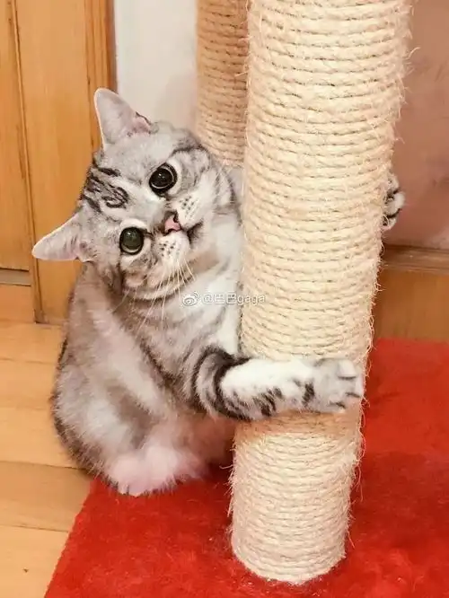  你连表情包里猫的名字都不知道,还敢说爱猫