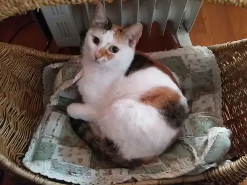 表情有哪些好用的养猫神器表情 表情有哪些好用的养猫神器表情