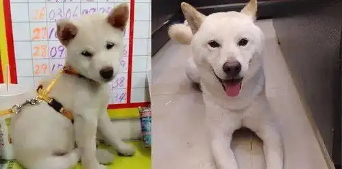  白柴走去闹猫,提前紧闭双眼等被揍,饲主笑翻自己讨打