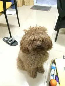  你谁啊萌萌红贵宾托给男友养一学期后变厌世脸邋遢大叔