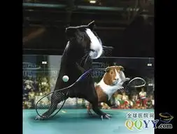 豚鼠体育特工队表演 豚鼠体育特工队表演