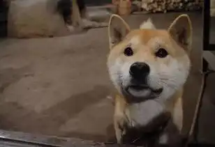 我的表情包狗狗去世了...这不是愚人节 我的表情包狗狗去世了...这不是愚人节