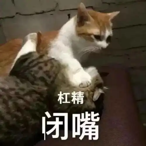  每周猫咪沙雕表情包速存