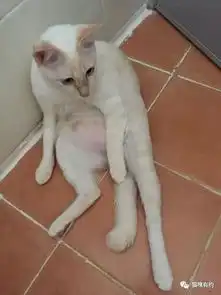  一只吃惊的猫,这表情真的可以说非常沙雕了...