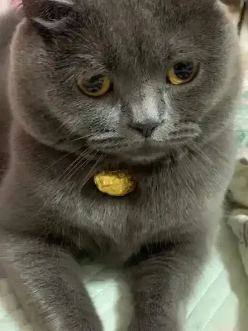  我和我的猫可爱chen连赞拉黑我是王圆圆我的大脸猫圆圆这表情是听懂了吗